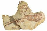 Hadrosaur (Edmontosaurus) Partial Scapula in Sandstone - Wyoming #240845-1